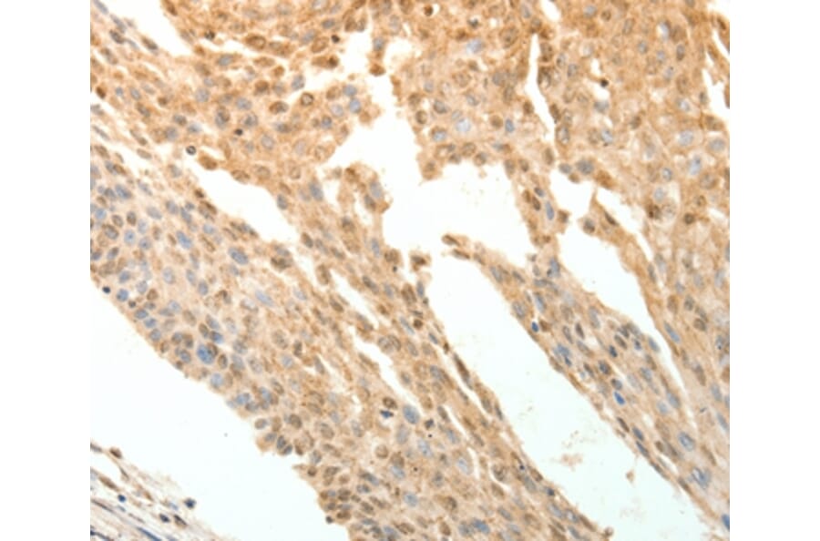 Immunohistochemistry - PTPRE Antibody from Signalway Antibody (35900) - Antibodies.com