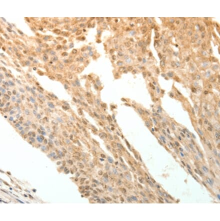 Immunohistochemistry - PTPRE Antibody from Signalway Antibody (35900) - Antibodies.com