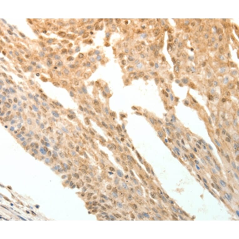 Immunohistochemistry - PTPRE Antibody from Signalway Antibody (35900) - Antibodies.com