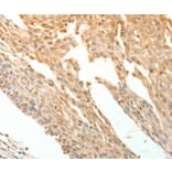 Immunohistochemistry - PTPRE Antibody from Signalway Antibody (35900) - Antibodies.com