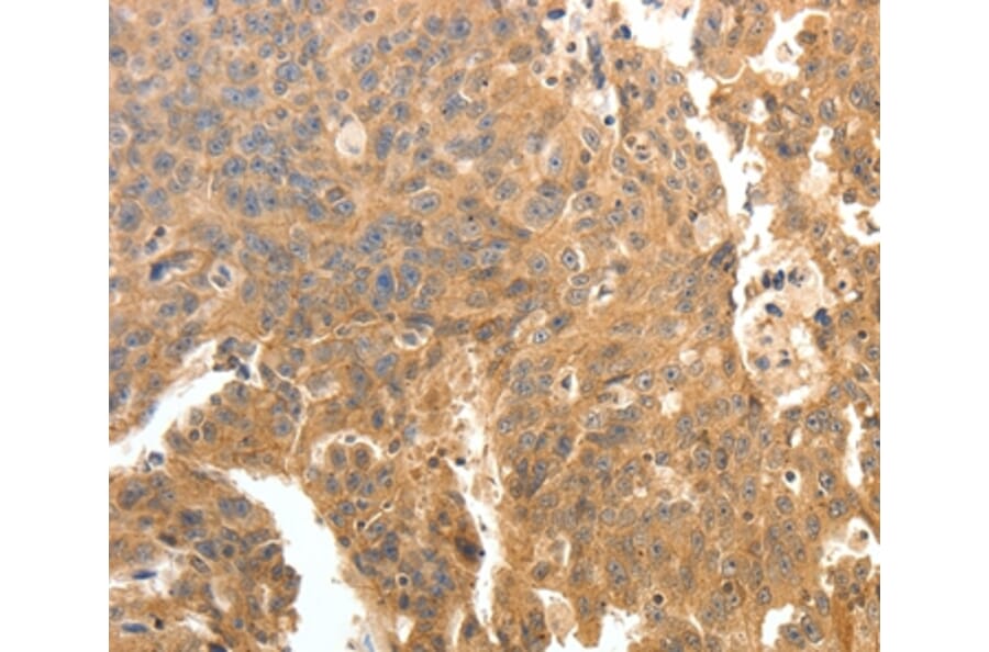 Immunohistochemistry - PTPRE Antibody from Signalway Antibody (35900) - Antibodies.com