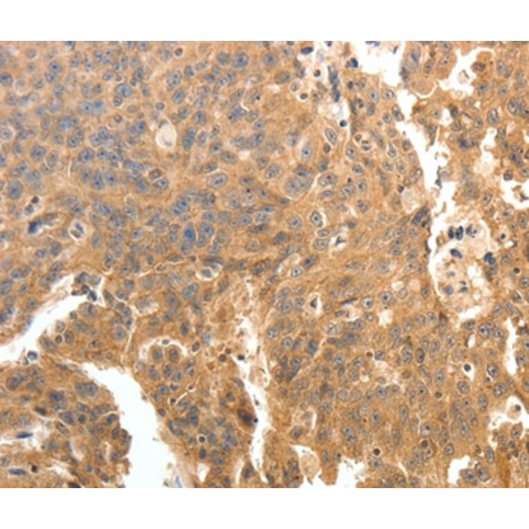 Immunohistochemistry - PTPRE Antibody from Signalway Antibody (35900) - Antibodies.com