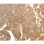 Immunohistochemistry - PTPRE Antibody from Signalway Antibody (35900) - Antibodies.com