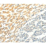 Immunohistochemistry - SPAG5 Antibody from Signalway Antibody (35928) - Antibodies.com