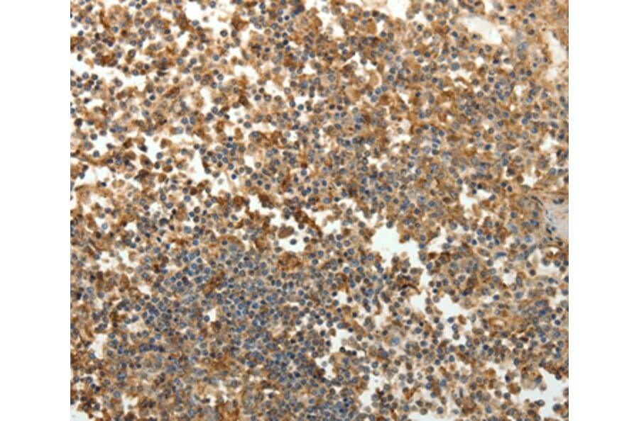 Immunohistochemistry - SFTPD Antibody from Signalway Antibody (35929) - Antibodies.com