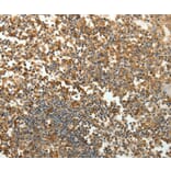 Immunohistochemistry - SFTPD Antibody from Signalway Antibody (35929) - Antibodies.com