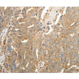 Immunohistochemistry - SFTPD Antibody from Signalway Antibody (35929) - Antibodies.com