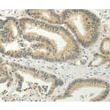 Immunohistochemistry - SPIN4 Antibody from Signalway Antibody (35930) - Antibodies.com
