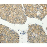 Immunohistochemistry - SPIN4 Antibody from Signalway Antibody (35930) - Antibodies.com