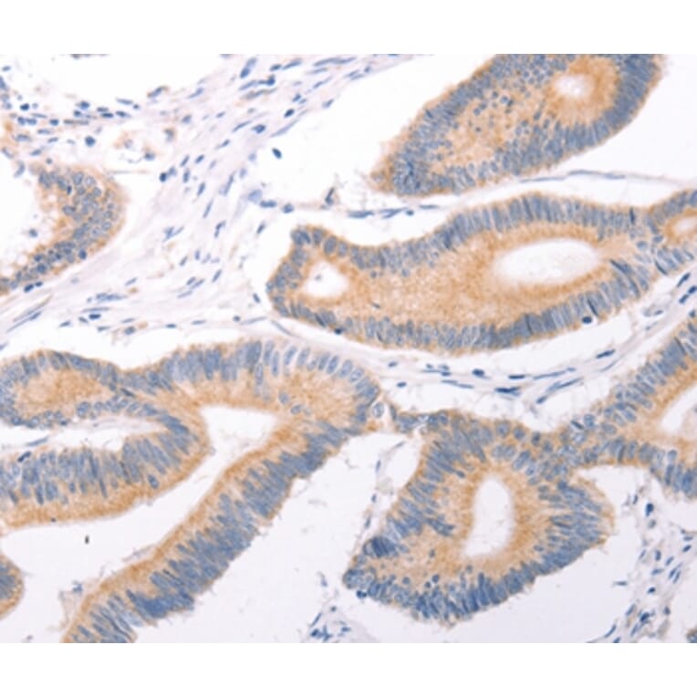 Immunohistochemistry - TRPC7 Antibody from Signalway Antibody (35976) - Antibodies.com