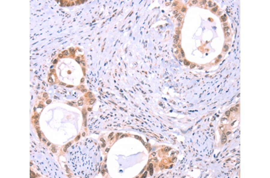 Immunohistochemistry - PROS1 Antibody from Signalway Antibody (35990) - Antibodies.com