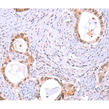 Immunohistochemistry - PROS1 Antibody from Signalway Antibody (35990) - Antibodies.com