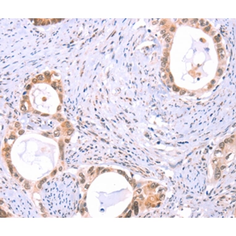 Immunohistochemistry - PROS1 Antibody from Signalway Antibody (35990) - Antibodies.com