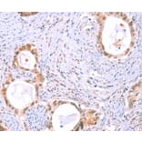Immunohistochemistry - PROS1 Antibody from Signalway Antibody (35990) - Antibodies.com