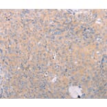 Immunohistochemistry - ABCF3 Antibody from Signalway Antibody (36005) - Antibodies.com