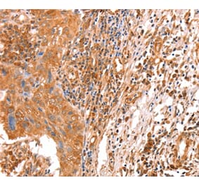 Immunohistochemistry - ACAD9 Antibody from Signalway Antibody (36015) - Antibodies.com