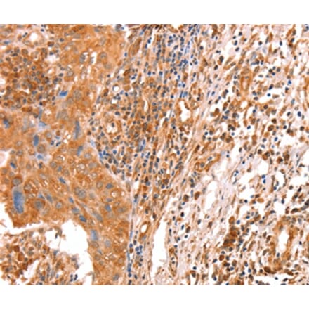 Immunohistochemistry - ACAD9 Antibody from Signalway Antibody (36015) - Antibodies.com