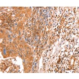 Immunohistochemistry - ACAD9 Antibody from Signalway Antibody (36015) - Antibodies.com