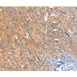 Immunohistochemistry - ACOX3 Antibody from Signalway Antibody (36022) - Antibodies.com