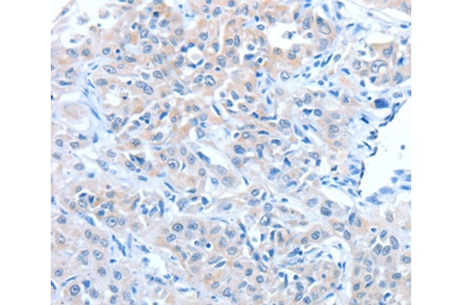 Immunohistochemistry - ADAM7 Antibody from Signalway Antibody (36042) - Antibodies.com