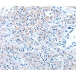 Immunohistochemistry - ADAM7 Antibody from Signalway Antibody (36042) - Antibodies.com