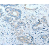 Immunohistochemistry - AKAP7 Antibody from Signalway Antibody (36067) - Antibodies.com