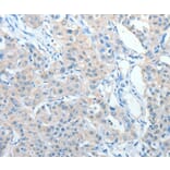 Immunohistochemistry - AKAP9 Antibody from Signalway Antibody (36069) - Antibodies.com