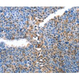 Immunohistochemistry - ALPK1 Antibody from Signalway Antibody (36086) - Antibodies.com