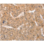 Immunohistochemistry - ATG12 Antibody from Signalway Antibody (36117) - Antibodies.com