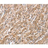 Immunohistochemistry - ATG12 Antibody from Signalway Antibody (36117) - Antibodies.com