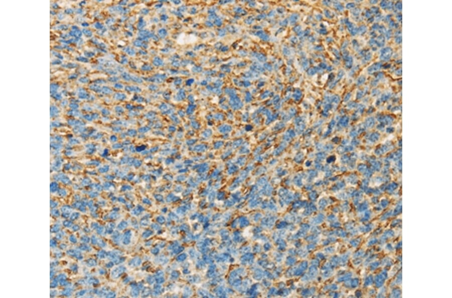 Immunohistochemistry - APOA4 Antibody from Signalway Antibody (36119) - Antibodies.com