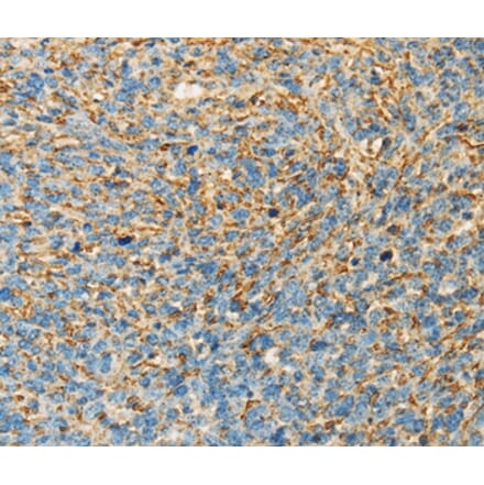 Immunohistochemistry - APOA4 Antibody from Signalway Antibody (36119) - Antibodies.com