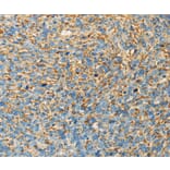 Immunohistochemistry - APOA4 Antibody from Signalway Antibody (36119) - Antibodies.com