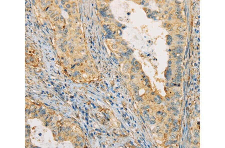Immunohistochemistry - APOA4 Antibody from Signalway Antibody (36119) - Antibodies.com