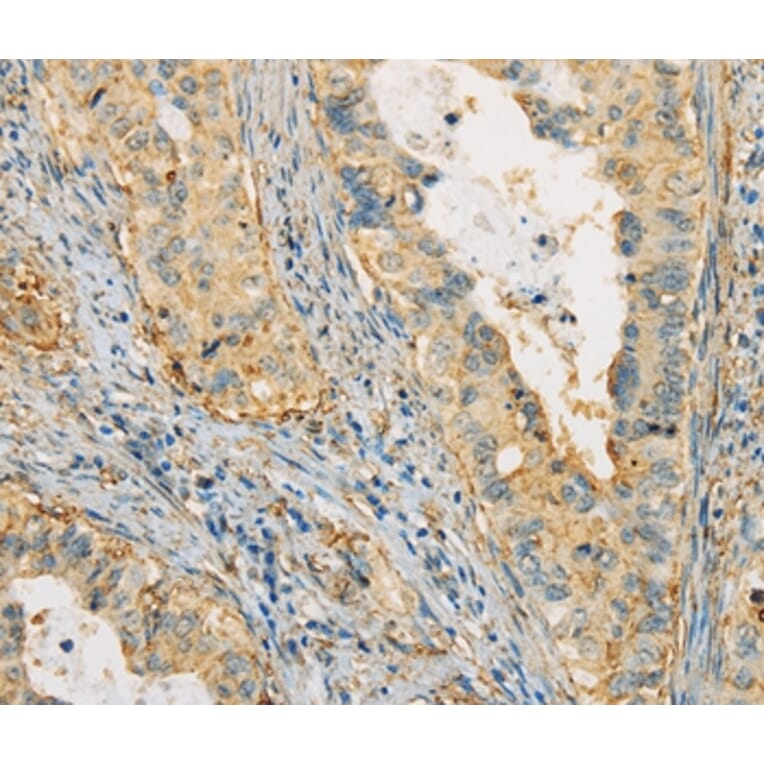 Immunohistochemistry - APOA4 Antibody from Signalway Antibody (36119) - Antibodies.com