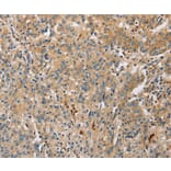 Immunohistochemistry - ARL8A Antibody from Signalway Antibody (36138) - Antibodies.com