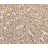 Immunohistochemistry - ATG4D Antibody from Signalway Antibody (36156) - Antibodies.com