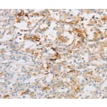 Immunohistochemistry - OLFM1 Antibody from Signalway Antibody (36178) - Antibodies.com