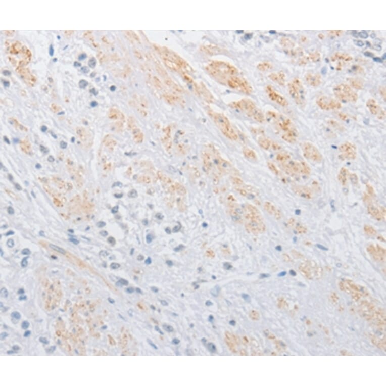 Immunohistochemistry - OLFM1 Antibody from Signalway Antibody (36178) - Antibodies.com