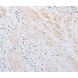 Immunohistochemistry - OLFM1 Antibody from Signalway Antibody (36178) - Antibodies.com