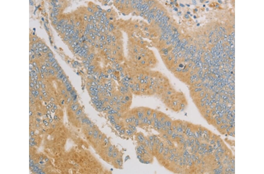 Immunohistochemistry - KLF17 Antibody from Signalway Antibody (36181) - Antibodies.com