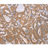 Immunohistochemistry - MTMR7 Antibody from Signalway Antibody (36184) - Antibodies.com