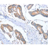 Immunohistochemistry - MTMR7 Antibody from Signalway Antibody (36184) - Antibodies.com