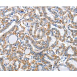 Immunohistochemistry - ARL11 Antibody from Signalway Antibody (36261) - Antibodies.com