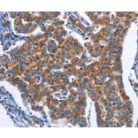 Immunohistochemistry - CADM3 Antibody from Signalway Antibody (36298) - Antibodies.com