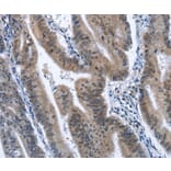 Immunohistochemistry - CADM3 Antibody from Signalway Antibody (36298) - Antibodies.com