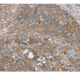 Immunohistochemistry - CENPO Antibody from Signalway Antibody (36341) - Antibodies.com