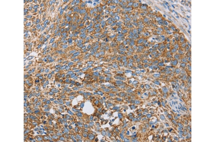 Immunohistochemistry - CENPO Antibody from Signalway Antibody (36341) - Antibodies.com