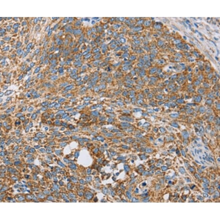 Immunohistochemistry - CENPO Antibody from Signalway Antibody (36341) - Antibodies.com