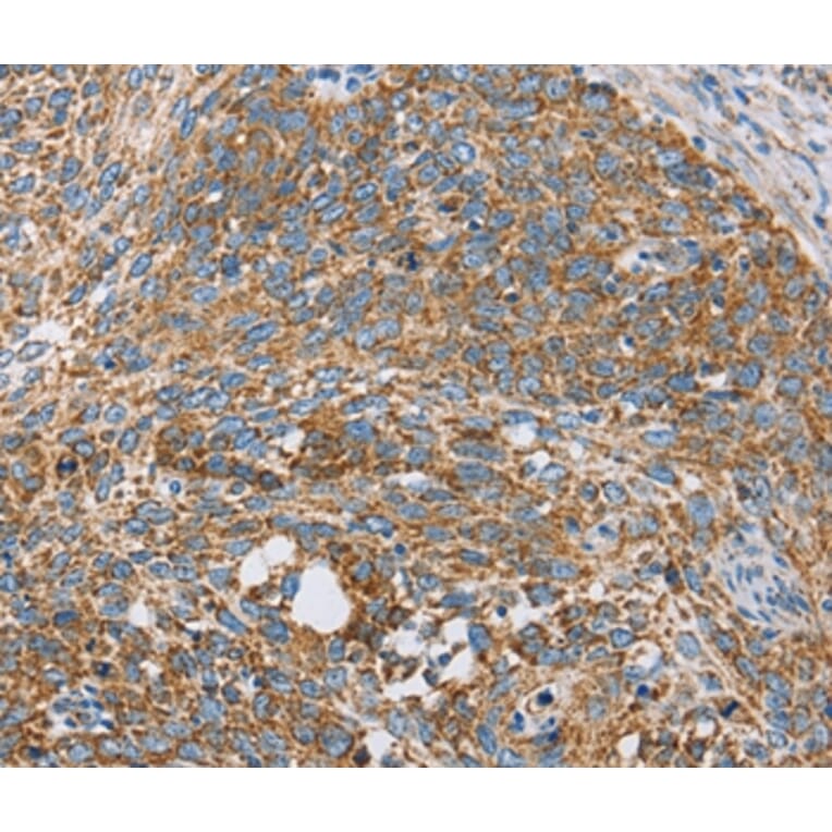 Immunohistochemistry - CENPO Antibody from Signalway Antibody (36341) - Antibodies.com